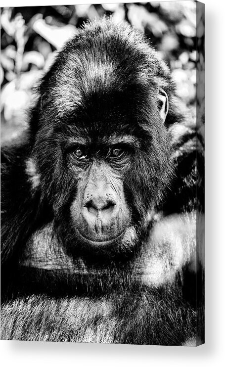 Gorilla Acrylic Print featuring the photograph Hello Brother #1 by Stefan Knauer