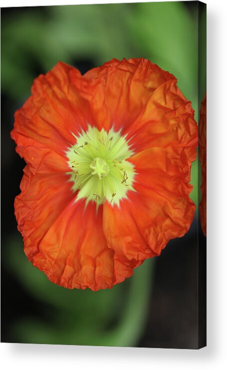 Iceland Poppy Acrylic Print featuring the photograph Iceland Poppy by Tammy Pool