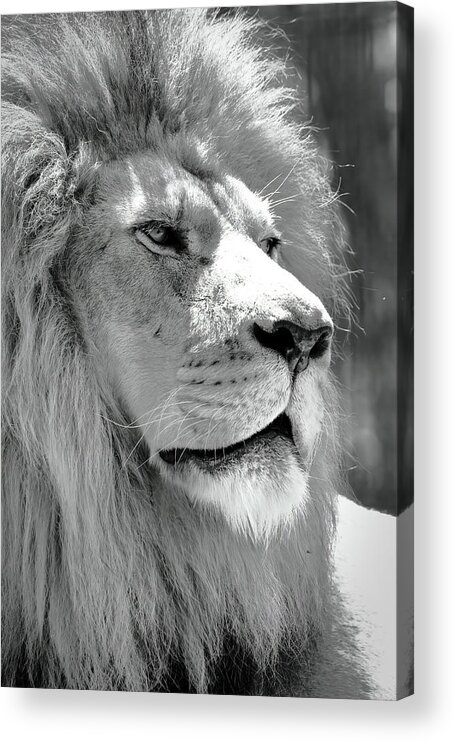 Lion Acrylic Print featuring the photograph Is This My Good Side #1 by Lens Art Photography By Larry Trager