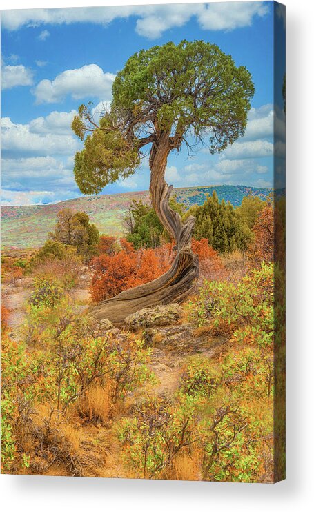 Juniper Tree Acrylic Print featuring the photograph Juniper Tree, Black Canyon of the Gunnison National Park, Colorado by Tom Potter