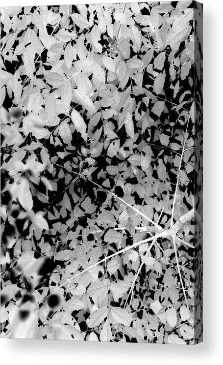 Black Acrylic Print featuring the photograph Leaves9384 #1 by Carolyn Stagger Cokley