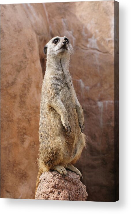 Alert Acrylic Print featuring the photograph Meerkat Standing On a Rock by Tom Potter