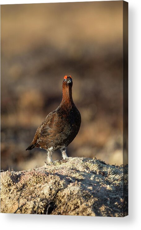 Red Acrylic Print featuring the photograph Red Grouse #1 by Pete Walkden
