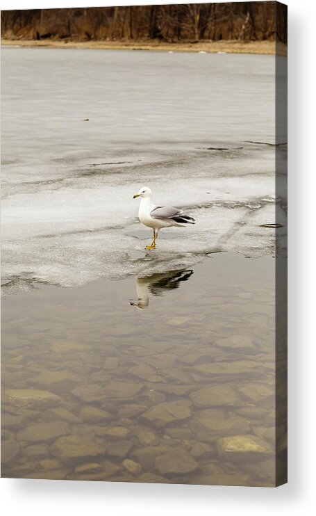 Larus Acrylic Print featuring the photograph Ring-billed Gull reflection #1 by SAURAVphoto Online Store