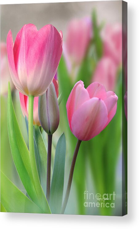 Tall Tulips Acrylic Print featuring the pyrography Tall Tulips #1 by Morag Bates