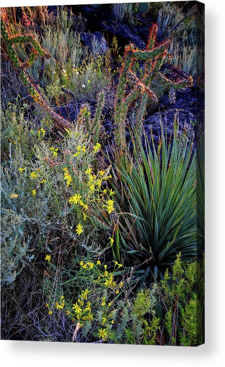 Valley Of The Fires Acrylic Print featuring the photograph Vegetation in the Valley of Fires #1 by George Taylor