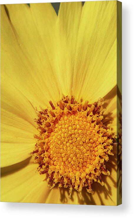 Yellow Acrylic Print featuring the photograph Yellow Daisy Close-up #1 by Phil And Karen Rispin