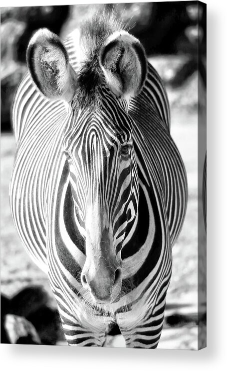 Zebra Acrylic Print featuring the photograph Zebra #1 by Mitch Cat