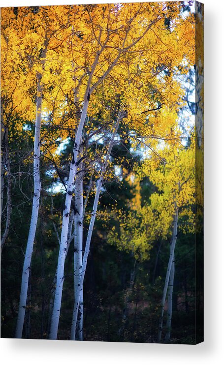 Co Acrylic Print featuring the photograph Fall colors, Colorado #3 by Doug Wittrock