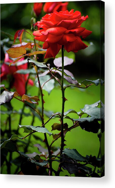 Flowers Acrylic Print featuring the photograph Nature Art #14 by Robert Grac