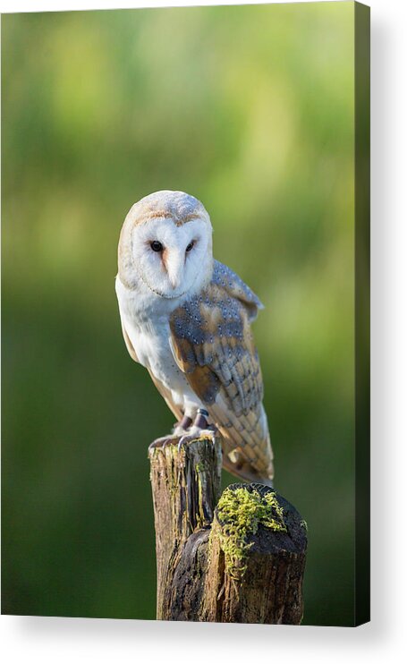 Barn Owl Acrylic Print featuring the photograph Barn Owl by Anita Nicholson