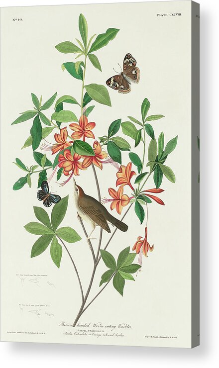 Audubon Birds Acrylic Print featuring the drawing Brown headed Worm eating Warbler #2 by John James Audubon