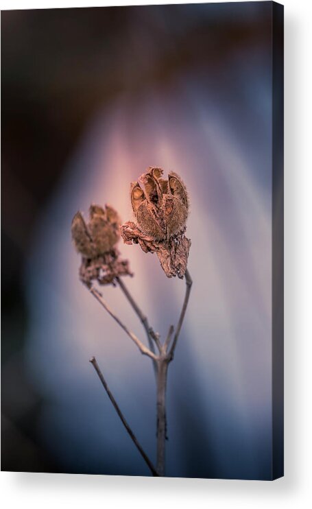 Faded Acrylic Print featuring the photograph Faded Beauty #2 by Allin Sorenson