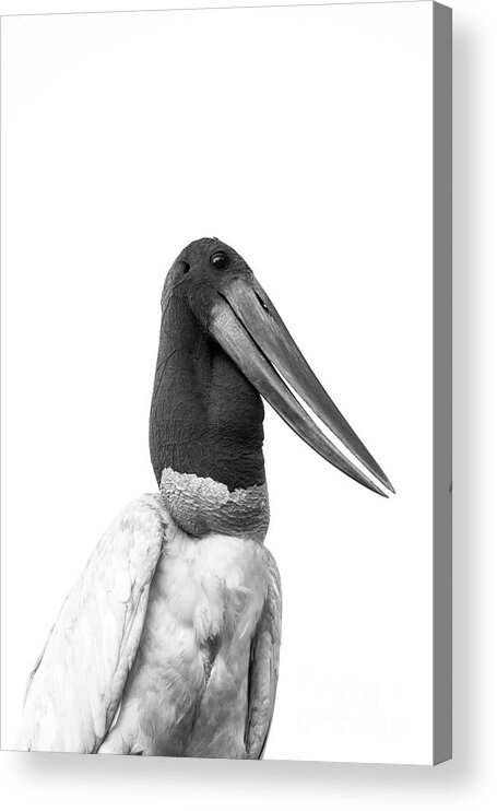 Jabiru Acrylic Print featuring the photograph Jabiru Stork #2 by Patrick Nowotny