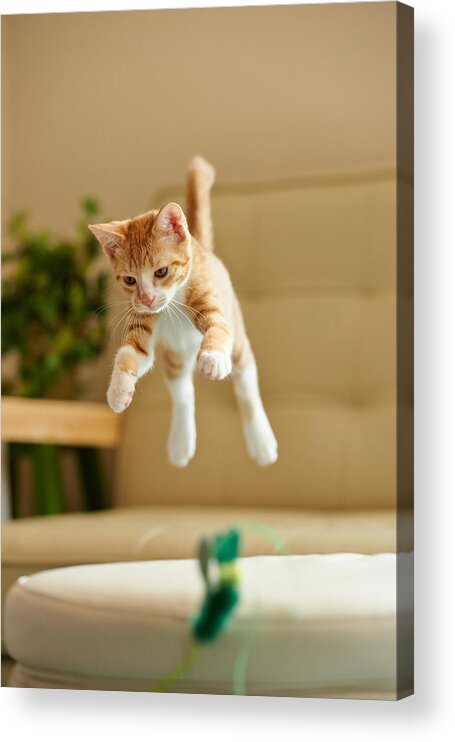 One Animal Acrylic Print featuring the photograph Jumping Ginger Kitten #2 by Akimasa Harada