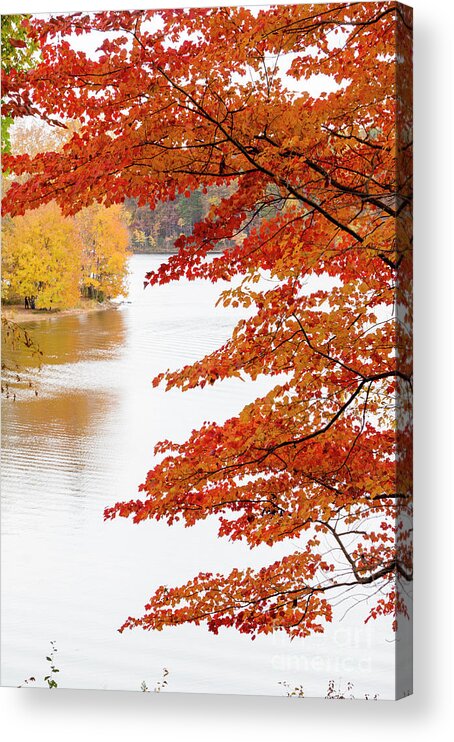 Gaithersburg Acrylic Print featuring the photograph Peaking autumn colors around the lake at Seneca Creek State Park #2 by William Kuta