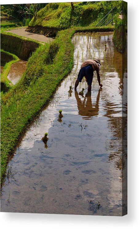 Working Acrylic Print featuring the photograph Rice farmer works at Tegallalang rice terrace, Ubud, Bali Island #2 by Mauro Tandoi