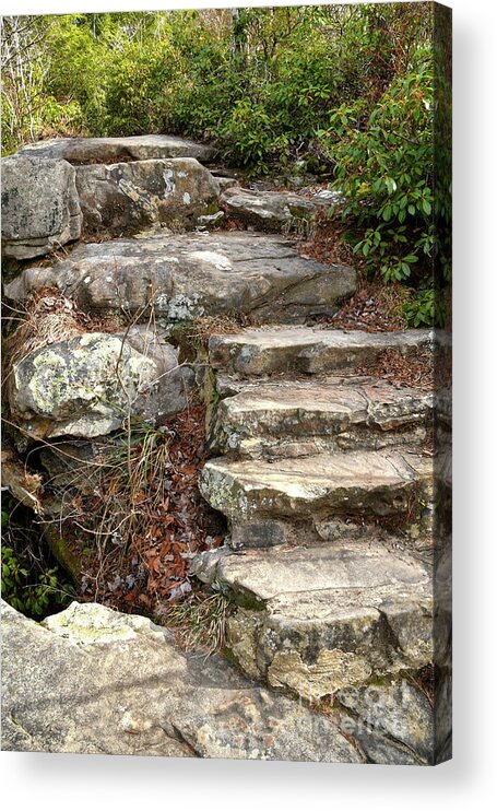 Hike Acrylic Print featuring the photograph Steps Into The Forest by Phil Perkins