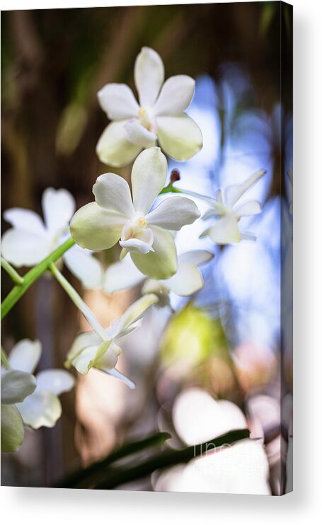 Background Acrylic Print featuring the photograph White Orchid Flowers #2 by Raul Rodriguez