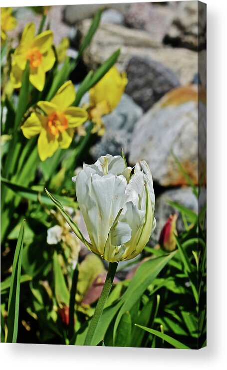 Tulips Acrylic Print featuring the photograph 2020 Acewood Tulips By the Water 2 by Janis Senungetuk