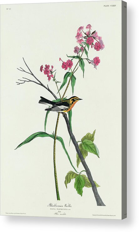 Audubon Birds Acrylic Print featuring the drawing Blackburnian Warbler #3 by John James Audubon