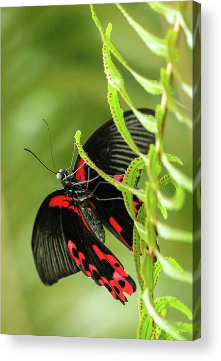 Butterflyconservatory Acrylic Print featuring the photograph Butterfly red markings on black #3 by SAURAVphoto Online Store