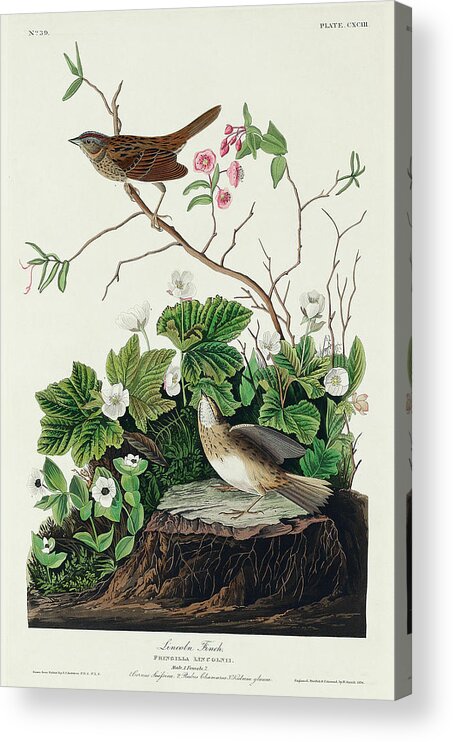 Audubon Birds Acrylic Print featuring the drawing Lincoln Finch #3 by John James Audubon