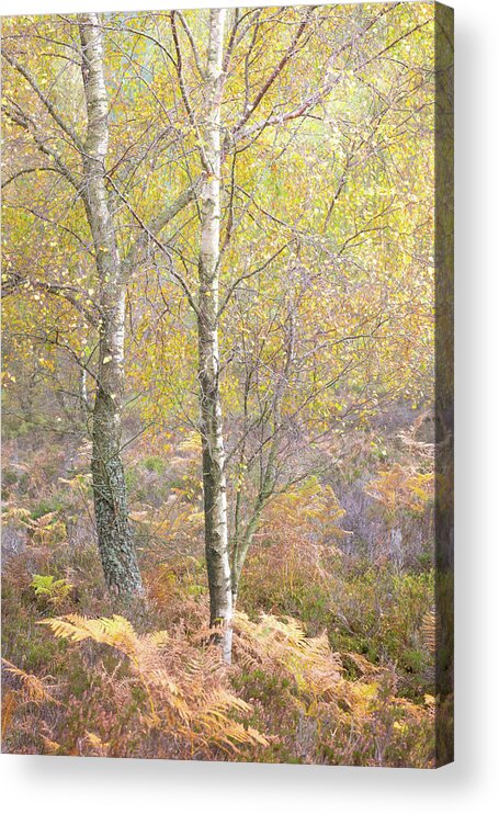 Autumn Acrylic Print featuring the photograph Autumn with bilberries, bracken and silver birch trees #4 by Anita Nicholson