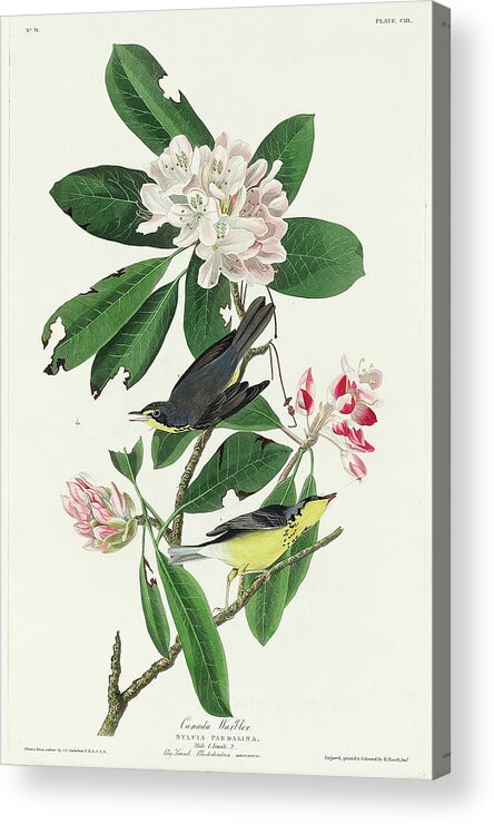 Audubon Birds Acrylic Print featuring the drawing Canada Warbler #4 by John James Audubon