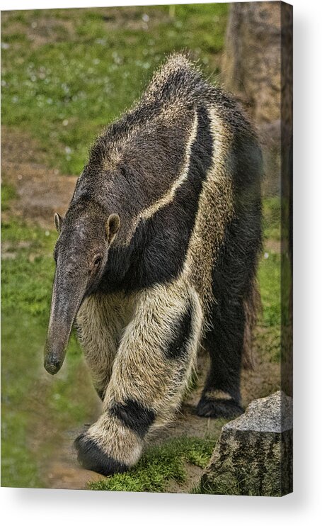 Grass Acrylic Print featuring the photograph Giant Anteater #4 by Mark Newman