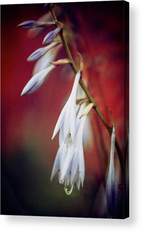 Hosta Acrylic Print featuring the photograph Hosta #4 by RicharD Murphy