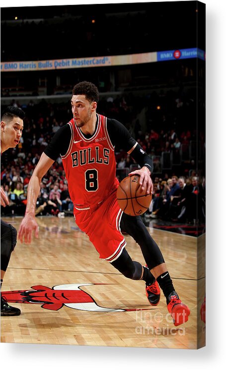 Chicago Bulls Acrylic Print featuring the photograph Zach Lavine by Gary Dineen