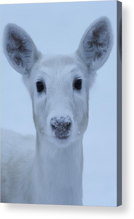 White Acrylic Print featuring the photograph White Doe #6 by Brook Burling