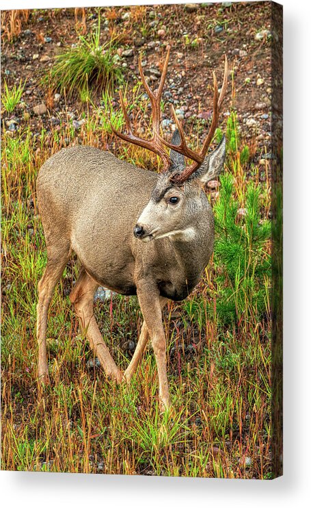 Deer Acrylic Print featuring the photograph 8 Point Buck by Kenneth Everett