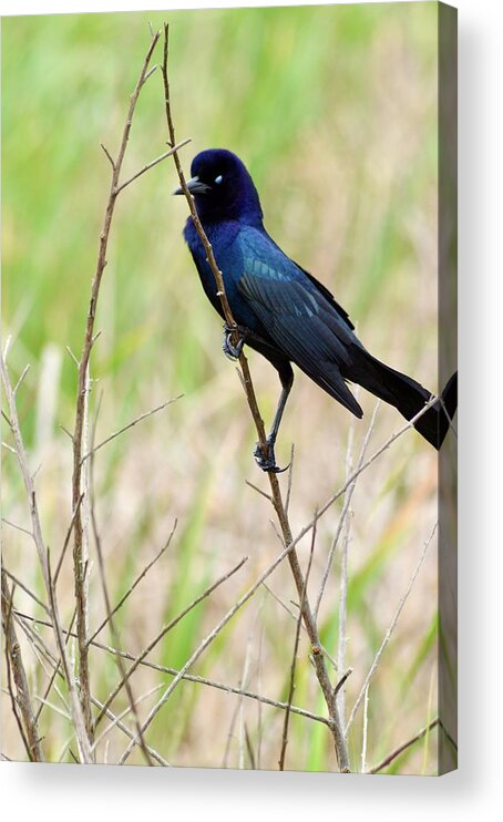 A Boat Tailed Grackle Holding On Acrylic Print featuring the photograph A Boat Tailed Grackle Holding On by Warren Thompson