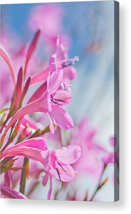 Tropical Dreams Acrylic Print featuring the photograph A Bright New Chapter Ahead by Az Jackson