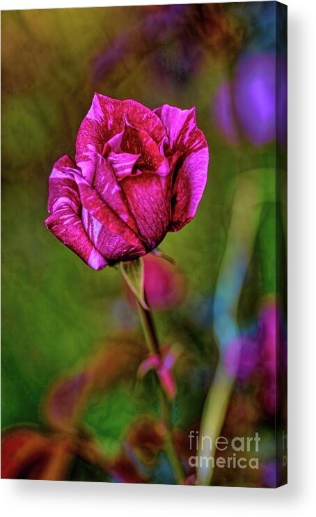 Roses Acrylic Print featuring the photograph A Bud by Diana Mary Sharpton