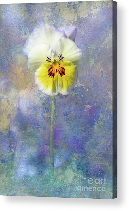 Pansies Acrylic Print featuring the photograph A Call to Spring by Marilyn Cornwell