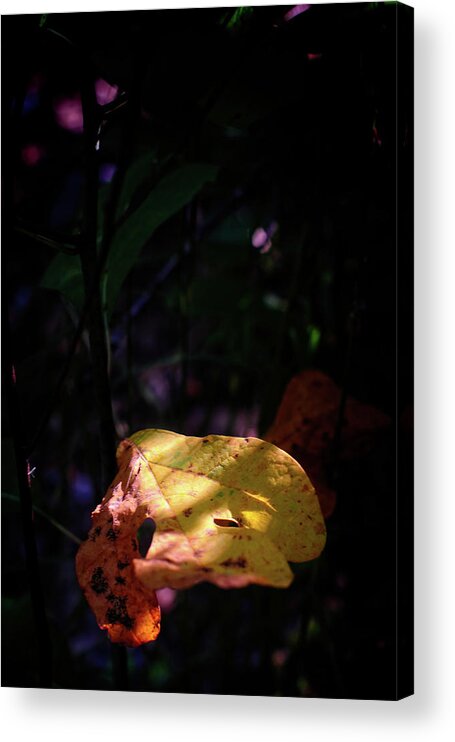 Leave Acrylic Print featuring the photograph A Fall Leaf by George Taylor