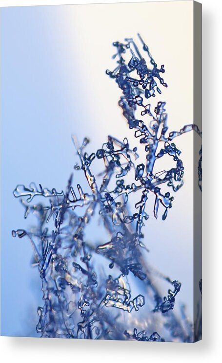 Abstract Acrylic Print featuring the photograph A fragile tangle of snowflakes by Ulrich Kunst And Bettina Scheidulin