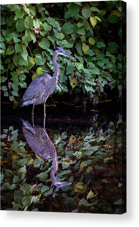 Bronx River Acrylic Print featuring the photograph A Great Blue Heron and Its reflection in the Bronx River by Kevin Suttlehan