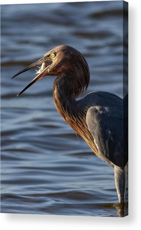 Reddish Egret Acrylic Print featuring the photograph A Little Bite by RD Allen