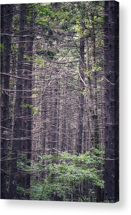 Photo Acrylic Print featuring the photograph A Look Through the Spruce by Evan Foster