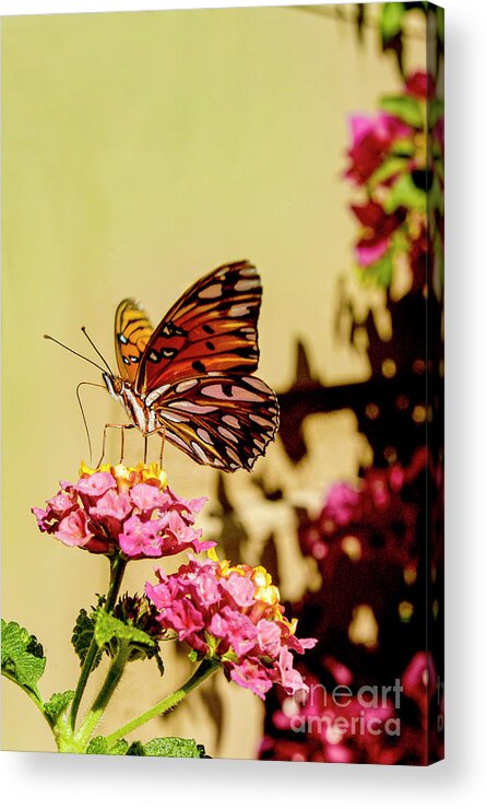 Butterfly Acrylic Print featuring the photograph A monarch butterfly sits on a flower while eating its nectar.	 by Gunther Allen