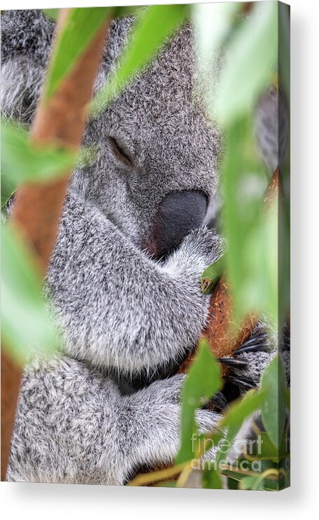 Koala Acrylic Print featuring the photograph A sleeping koala, Phascolarctos cinereus, in a eucalyptus tree, Healseville, Australia. This cute marsupial sleeps for 20 hours a day and is endangered in the wild. by Jane Rix