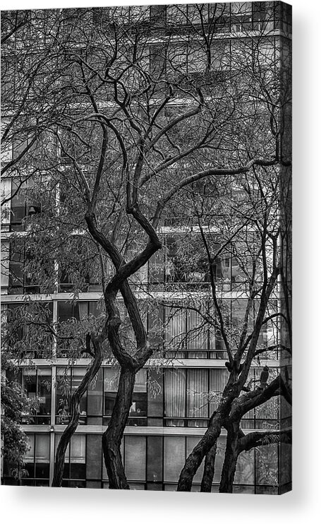Tree Acrylic Print featuring the photograph A tree in New York City #1 by Alan Goldberg