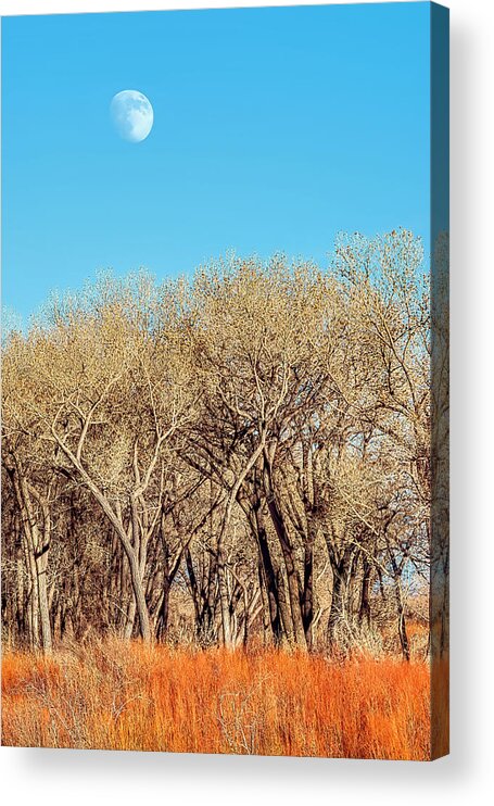 New Mexico Acrylic Print featuring the photograph Abiquiu Forest by Dan McGeorge