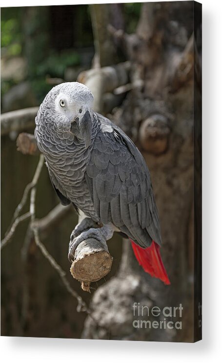 African Grey Parrot Acrylic Print featuring the photograph African Grey Parrot by Elaine Teague