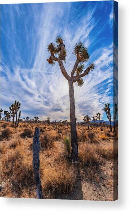  Acrylic Print featuring the photograph Afternoon in Joshua Tree by Local Snaps Photography