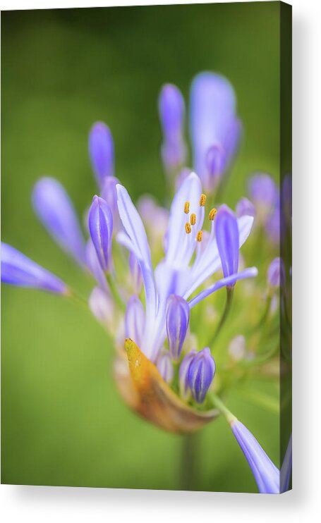 Agapanthus Acrylic Print featuring the photograph Agapanthus by Alexander Kunz